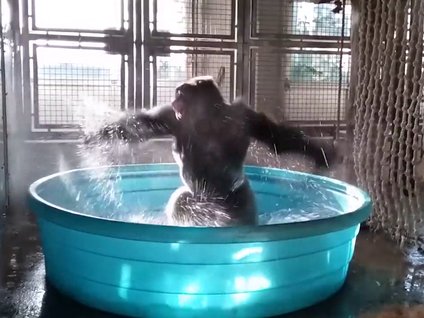 Küçük havuzda çılgınca dans eden goril