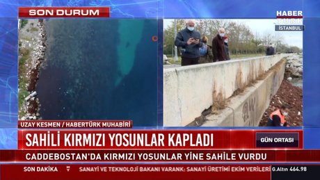 Kadıköy Caddebostan sahilini kırmızı yosunlar sardı Video