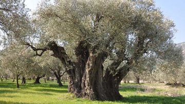 Tanrıkulu: Zeytinlikleri el birliği ile kurtardık