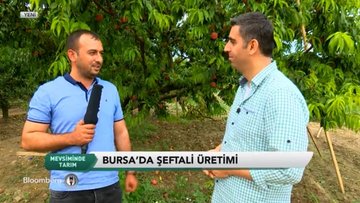 Mevsiminde Tarım - Bursa Şeftali Hasadı
