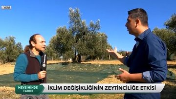 Zeytin hasadı ve zeytinyağının katma değerli serüveni