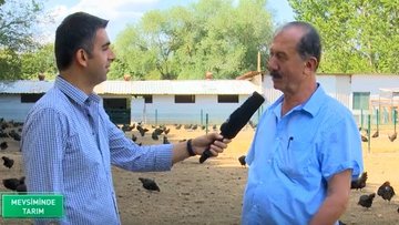 Serbest gezen tavuk çiftlikleri