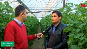 Tohumdan fideye domatesin seradaki bombus arılı üretimi