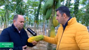 Türkiye'de papaya, çarkıfelek ve goji berry üretimi