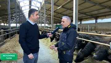 Manda sütünün mozzarella peynirine dönüşen hikayesi