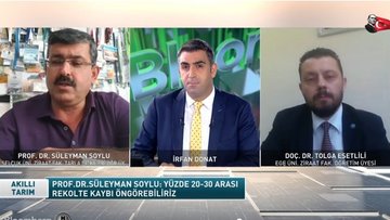 Buğdayda yüzde 20-30 arası rekolte kaybı öngörülüyor
