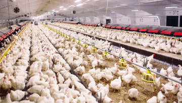 "Tavuk üreticilerinin kışı bu fiyatlarla atlatması mümkün değil"