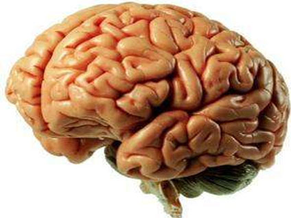 Beyin pili kimlere uygulanır, kimlere uygulanmaz?