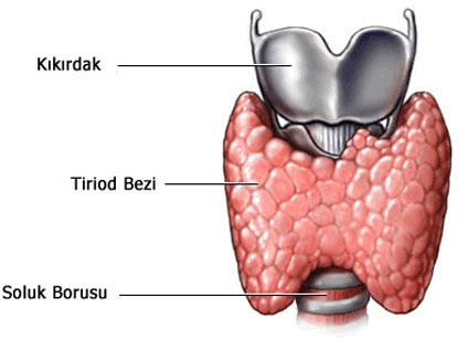 Hangi tiroid nodüllerinin alınması gerekir?