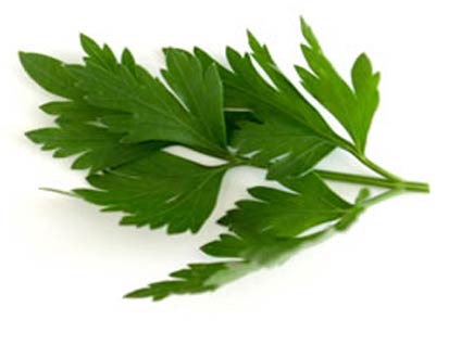 Maydonozun ne faydaları vardır?