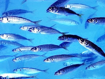 Yediğimiz balıklarda tehlikeli boyutta cıva ve kurşun olabilir mi?