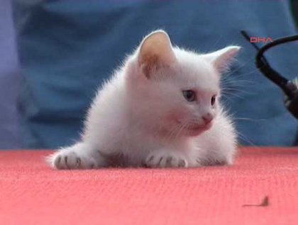 Van kedileri podyumda