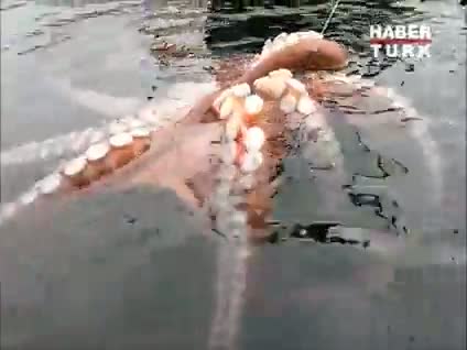 İlginç su altı canlıları 2