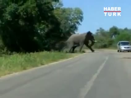 Yola fırlayan fil, korkuttu!