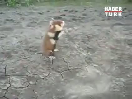 Kung-fu ustası hamster!