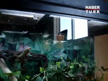 Açlık kertenkeleye neler yaptırdı!