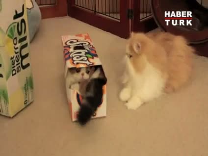 Sevimli kedilerin kutu oyunu!