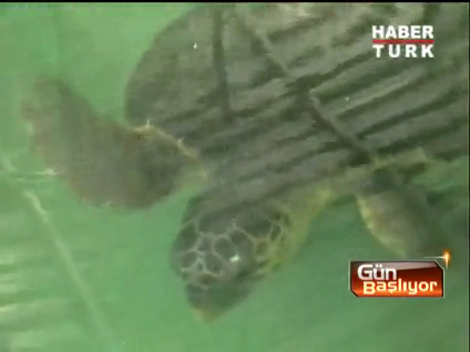 Caretta Osman'ın  başına yalnızlık vurdu!