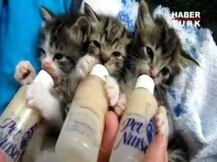 Miniklerin biberon keyfi!