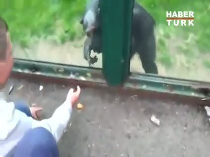 Şempanze'nin kaçış planı