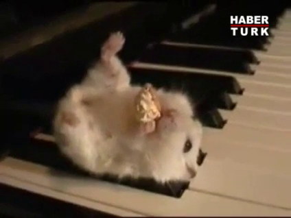 Sevimli hamsterın keyfine diyecek yok!