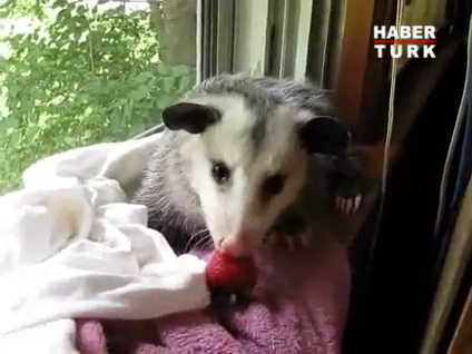 Porsuğun çilek sevdası!