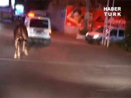 Angus nasıl kaçtı?