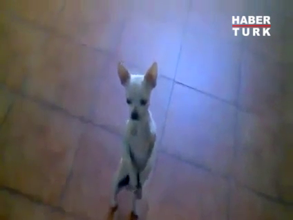 Flamenko dansı böyle yapılır!