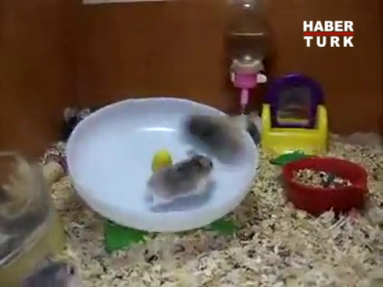 Eğlence meraklısı hamsterlar!