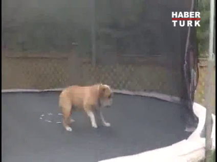 Yaramaz köpeğin trambolin macerası!