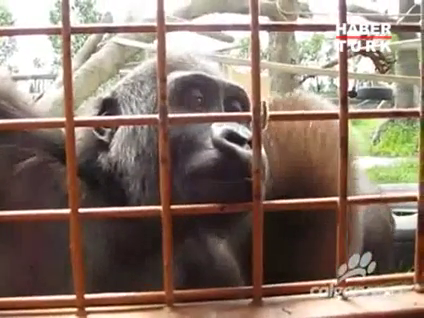 Tırtılı izleyip eğlenen goriller