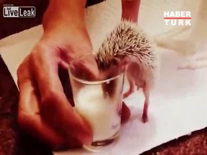 Parmak boyunda kirpi!