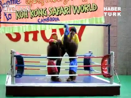 Boksör orangutanlar!