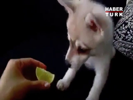 Yavru köpeğin limonla imtihanı!