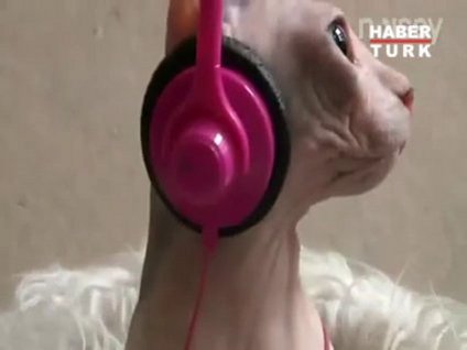 Kedilerden "Gangnam Style"