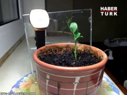 Bir bitki nasıl büyür?