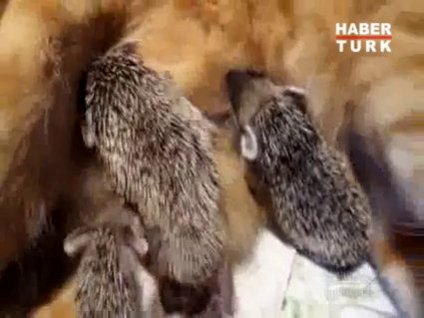 Kirpilere annelik eden kedi