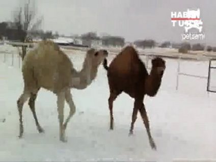 Kar gören develerin dramı!