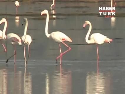 Bu dansın adı flamingo!