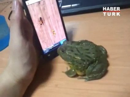 Kandırılan kurbağanın intikamı!