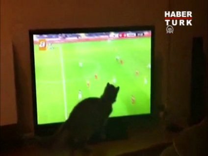 Fanatik kedi!