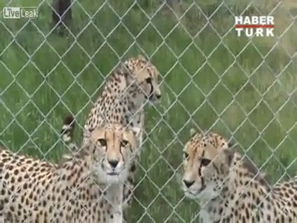 Çitalar miyavlıyor!