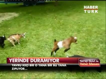 Hiperaktif keçi