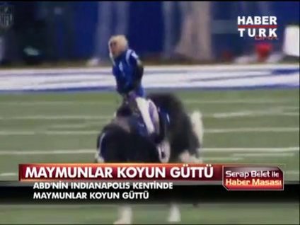 Bu maymunlar başka!