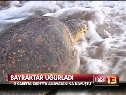 Caretta Caretta'lar denize kavuştu!
