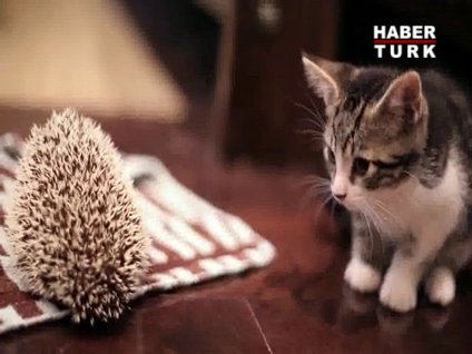 Birbirinden sevimli yavrular!