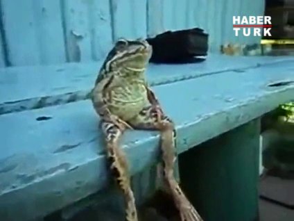 Kurbağanın keyfi yerinde!