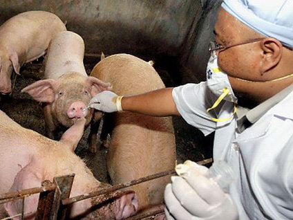 Domuz gribi can aldı