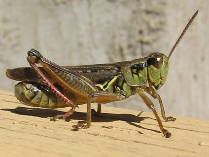 Milyonlarca çekirge İsrail'in kabusu oldu