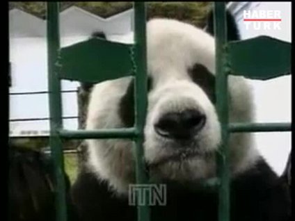 Panda saldırısı yürekleri ağıza getirdi